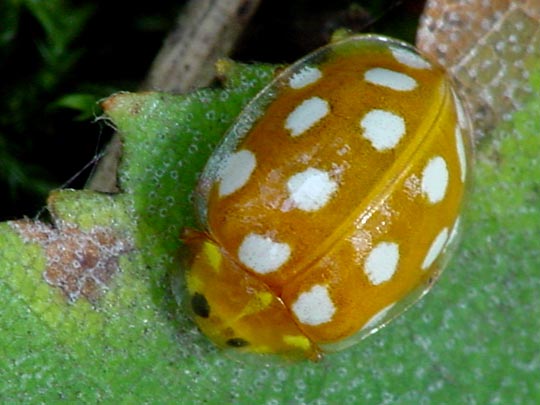 Sechzehnfleckiger Marienkäfer, Halyzia sedecimguttata
