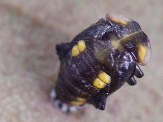 Sechzehnfleckiger Marienkäfer, Halyzia sedecimguttata, Puppe