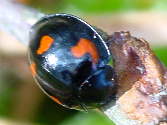 Vierfleckige Kugelmarienkäfer, Brumus (Exochomus) quadripustulatus