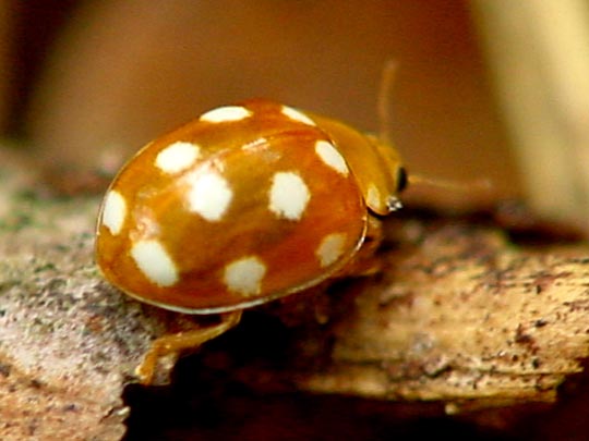 Vibidia duodecimguttata