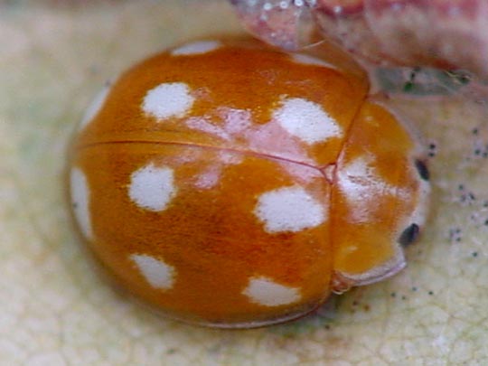 Zehnfleckiger Marienkäfer, Calvia decemguttata