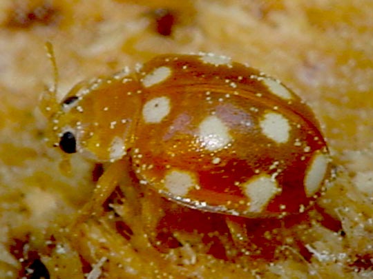 Vibidia duodecimguttata