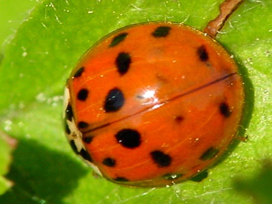 Asiatischer Marienkäfer, Harmonia axyridis