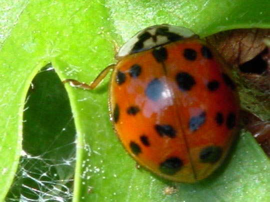 Asiatischer Marienkäfer, Harmonia axyridis