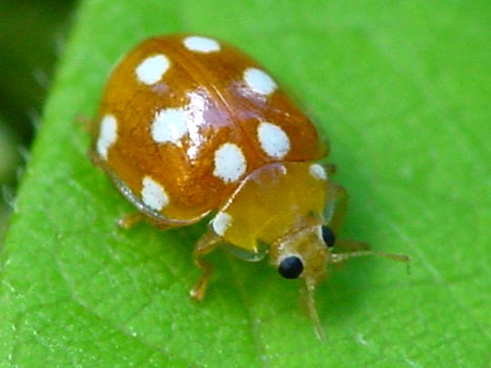 Vibidia duodecimguttata