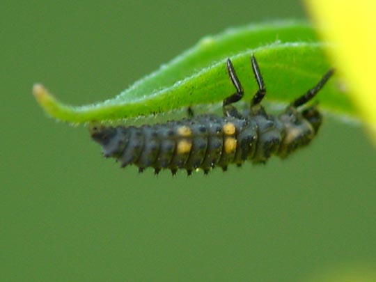 Siebenpunkt Marienkäfer, Coccinella septempunctata