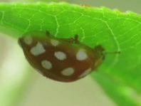 Sechzehnfleckiger Marienkäfer, Halyzia sedecimguttata