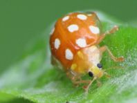 Sechzehnfleckiger Marienkäfer, Halyzia sedecimguttata