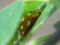 Sechzehnfleckiger Marienkäfer, Halyzia sedecimguttata