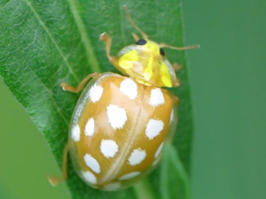 Sechzehnfleckiger Marienkäfer, Halyzia sedecimguttata
