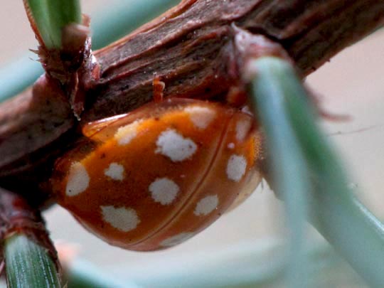 Sechzehnfleckiger Marienkäfer, Halyzia sedecimguttata
