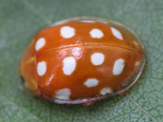 Sechzehnfleckiger Marienkäfer, Halyzia sedecimguttata