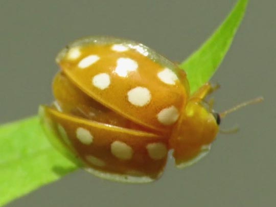 Sechzehnfleckiger Marienkäfer, Halyzia sedecimguttata