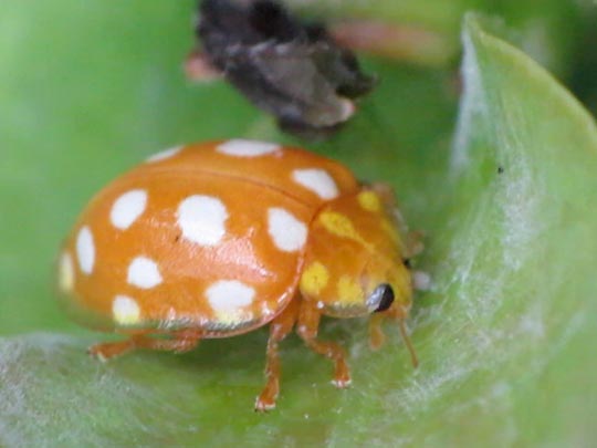 Sechzehnfleckiger Marienkäfer, Halyzia sedecimguttata