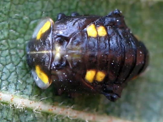 Sechzehnfleckiger Marienkäfer, Halyzia sedecimguttata