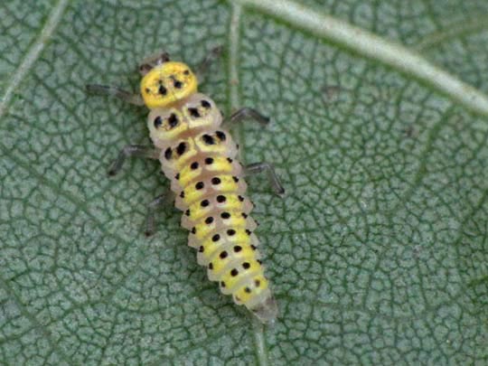 Sechzehnfleckiger Marienkäfer, Halyzia sedecimguttata