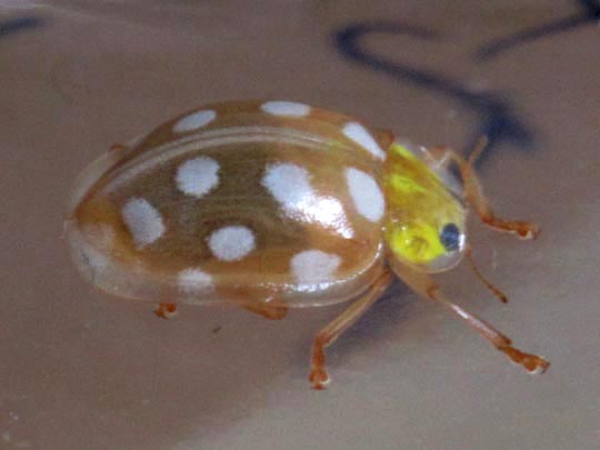 Sechzehnfleckiger Marienkäfer, Halyzia sedecimguttata