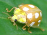 Sechzehnfleckiger Marienkäfer, Halyzia sedecimguttata