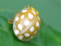 Sechzehnfleckiger Marienkäfer, Halyzia sedecimguttata