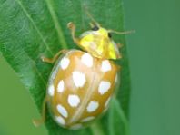 Sechzehnfleckiger Marienkäfer, Halyzia sedecimguttata