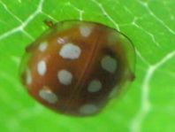 Sechzehnfleckiger Marienkäfer, Halyzia sedecimguttata