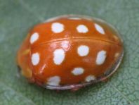Sechzehnfleckiger Marienkäfer, Halyzia sedecimguttata