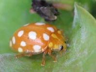 Sechzehnfleckiger Marienkäfer, Halyzia sedecimguttata