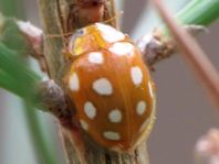 Sechzehnfleckiger Marienkäfer, Halyzia sedecimguttata