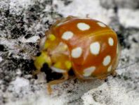 Sechzehnfleckiger Marienkäfer, Halyzia sedecimguttata