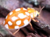 Sechzehnfleckiger Marienkäfer, Halyzia sedecimguttata
