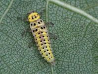 Sechzehnfleckiger Marienkäfer, Halyzia sedecimguttata