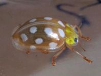 Sechzehnfleckiger Marienkäfer, Halyzia sedecimguttata