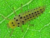 Sechzehnfleckiger Marienkäfer, Halyzia sedecimguttata