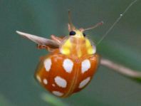 Sechzehnfleckiger Marienkäfer, Halyzia sedecimguttata