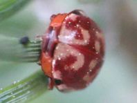 Harmonia quadripunctata, Vierpunkt-Marienkäfer
