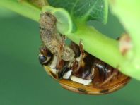 Harmonia quadripunctata, Vierpunkt-Marienkäfer