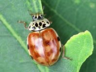 Harmonia quadripunctata, Vierpunkt-Marienkäfer