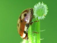 Harmonia quadripunctata, Vierpunkt-Marienkäfer