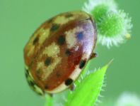 Harmonia quadripunctata, Vierpunkt-Marienkäfer
