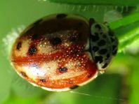 Harmonia quadripunctata, Vierpunkt-Marienkäfer