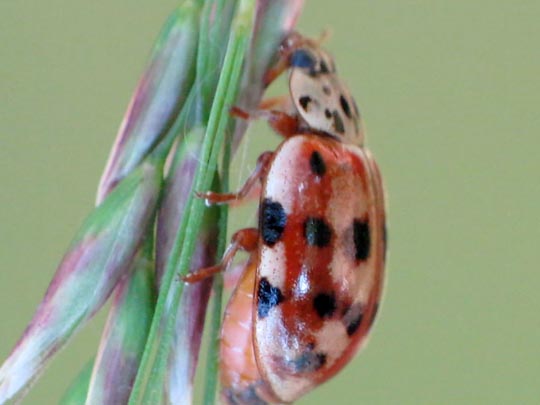 Harmonia quadripunctata, Vierpunkt-Marienkäfer