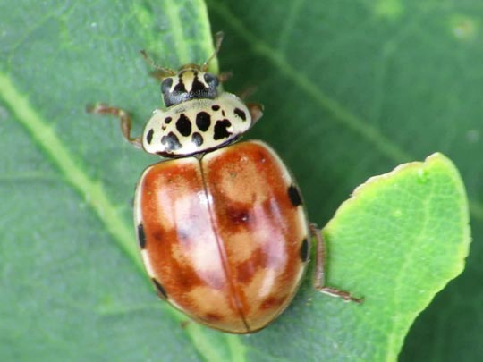 Harmonia quadripunctata, Vierpunkt-Marienkäfer