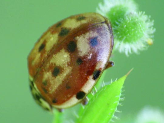 Harmonia quadripunctata, Vierpunkt-Marienkäfer