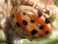 Harmonia quadripunctata, Vierpunkt-Marienkäfer
