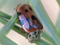 Harmonia quadripunctata, Vierpunkt-Marienkäfer