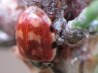 Harmonia quadripunctata, Vierpunkt-Marienkäfer