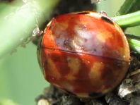 Harmonia quadripunctata, Vierpunkt-Marienkäfer
