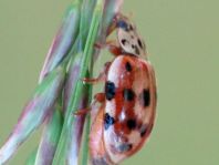 Harmonia quadripunctata, Vierpunkt-Marienkäfer