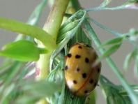 Harmonia quadripunctata, Vierpunkt-Marienkäfer