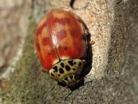 Harmonia quadripunctata, Vierpunkt-Marienkäfer